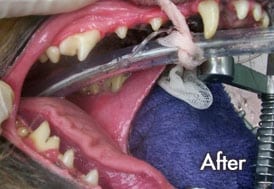 Dog and Cat Teeth Cleaning in Arnold, MD
