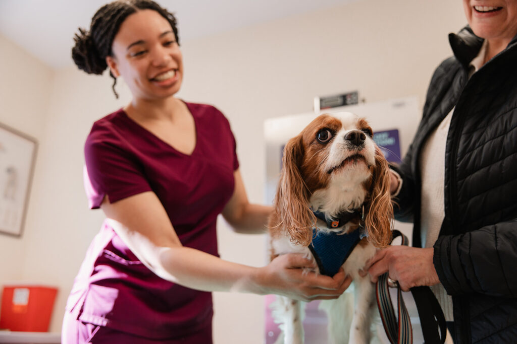 Veterinary team member assisting a client with their dog during a wellness visit at Arnold Veterinary Hospital in Arnold, MD
