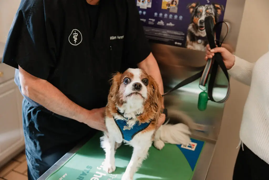 Dr. William Hemmer examining a dog during a wellness visit at Arnold Veterinary Hospital in Arnold, MD